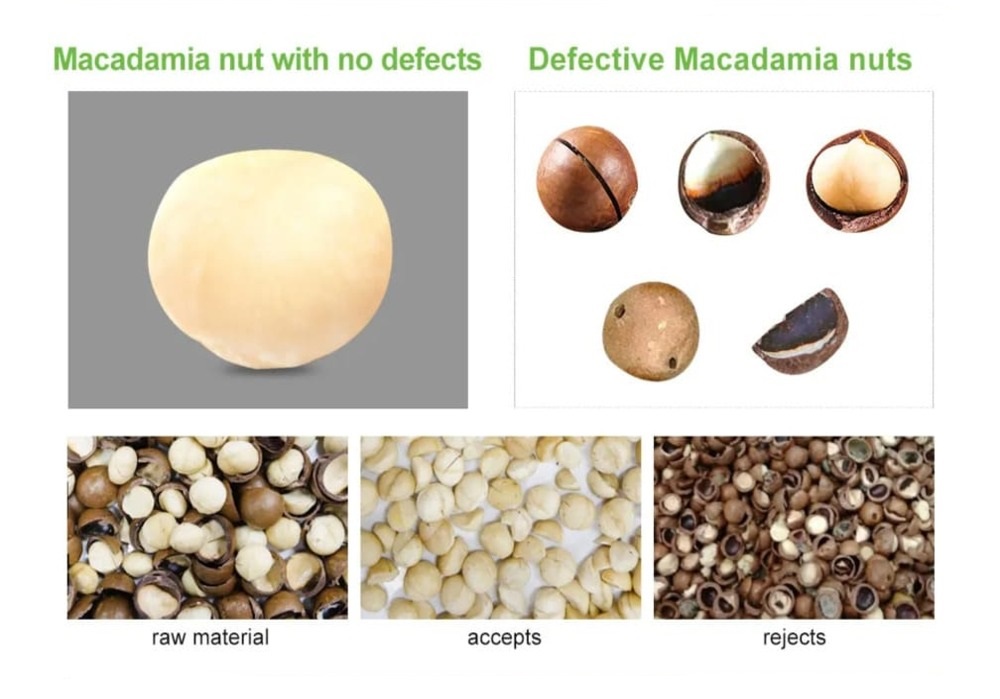 Guatemala'da Macadamia renk sıralayıcı
        